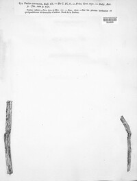 Cyathicula coronata image